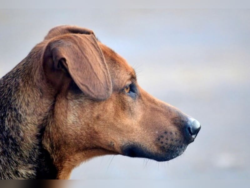 Micky – Partner in Crime und Couch-Companion (47839 Krefeld)