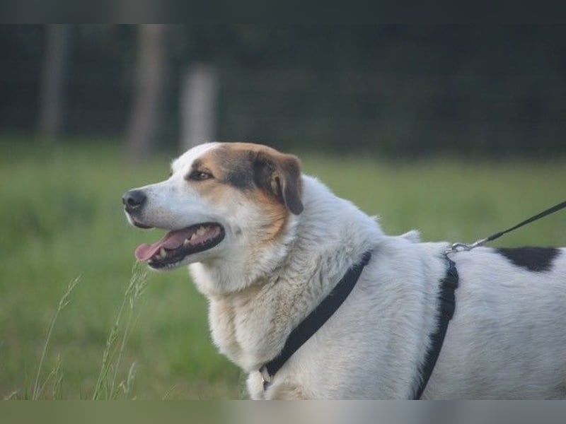 Sharky - Großer gemütlicher Bär sucht Familie zum Liebhaben (47839 Krefeld)