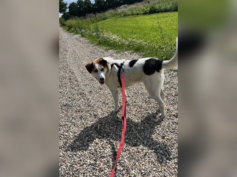Sharky - Kinderfreund sucht Familie (47839 Krefeld)