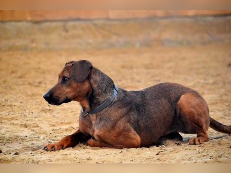 Micky – Partner in Crime und Couch-Companion (47839 Krefeld)