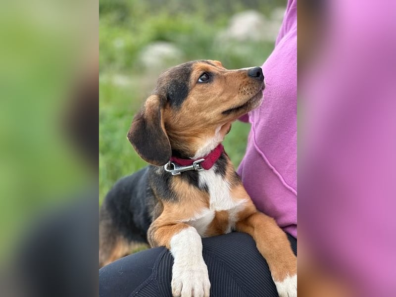 Tadeus sucht sein Körbchen (59514 Welver)