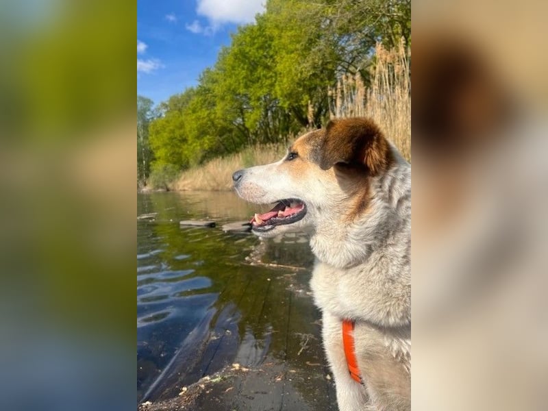 Sharky - Großer gemütlicher Bär sucht Familie zum Liebhaben (47839 Krefeld)