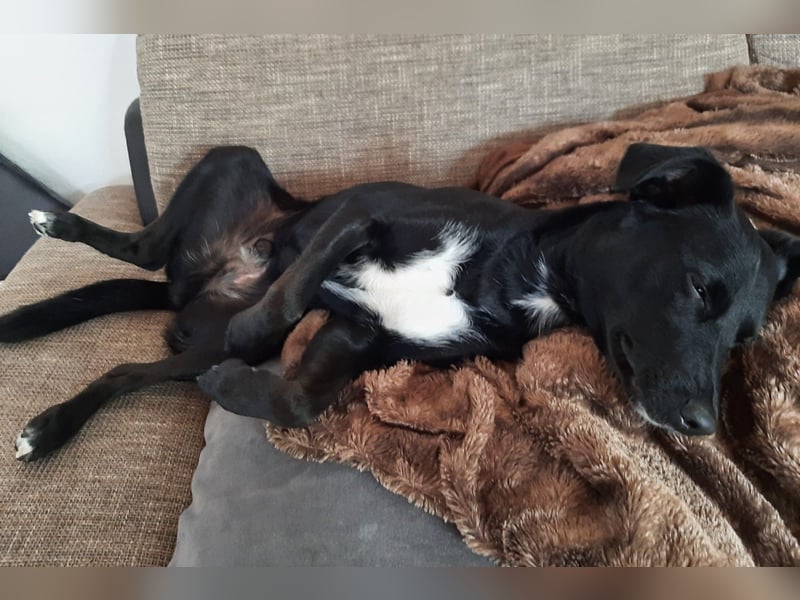 August - Großes Herz sucht Familie für ein dauerhaftes Happy End! (78166 Donaueschingen)