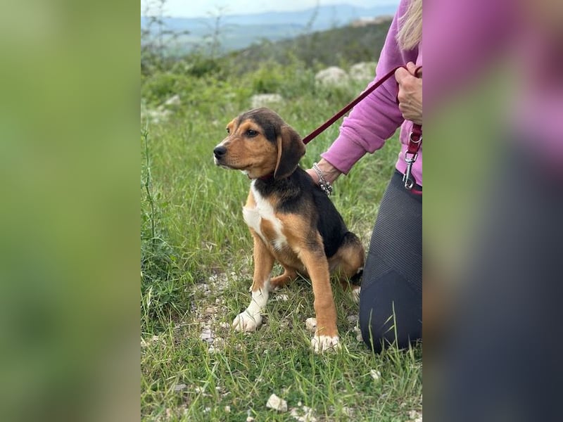 Tadeus sucht sein Körbchen (59514 Welver)