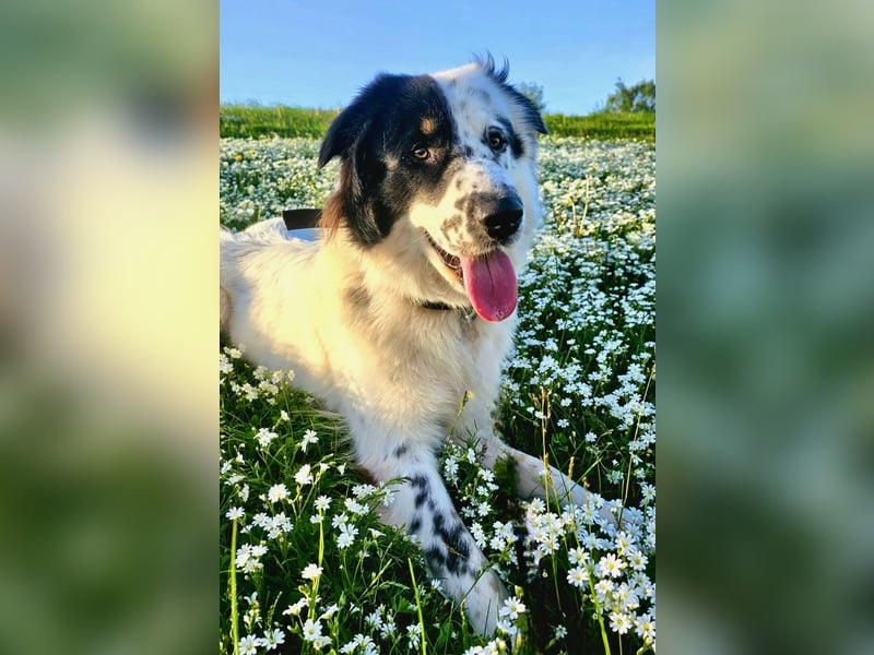 Oslo (ca. 2 Jahre) – großer Hund sucht neuen Platz (41749 Viersen)