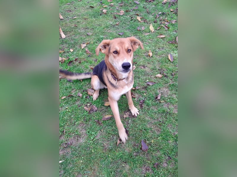 Dringend Pflegestelle oder neues Zuhause für Lemmy gesucht! (38820 Halberstadt)