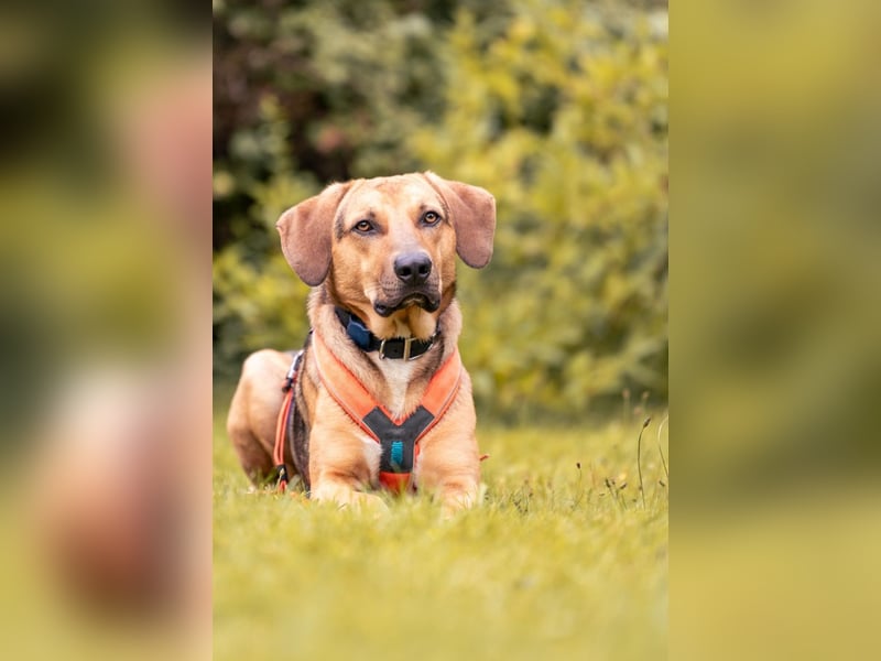 Freddi – ein richtig toller Hundekumpel (21337 Lüneburg)