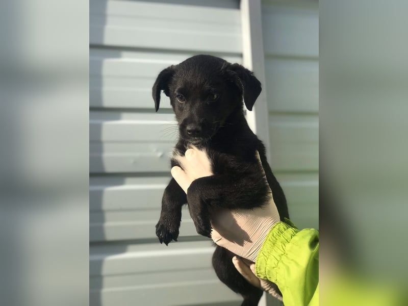 Charly - Großes Herz sucht Familie für ein dauerhaftes Happy End! (78166 Donaueschingen)
