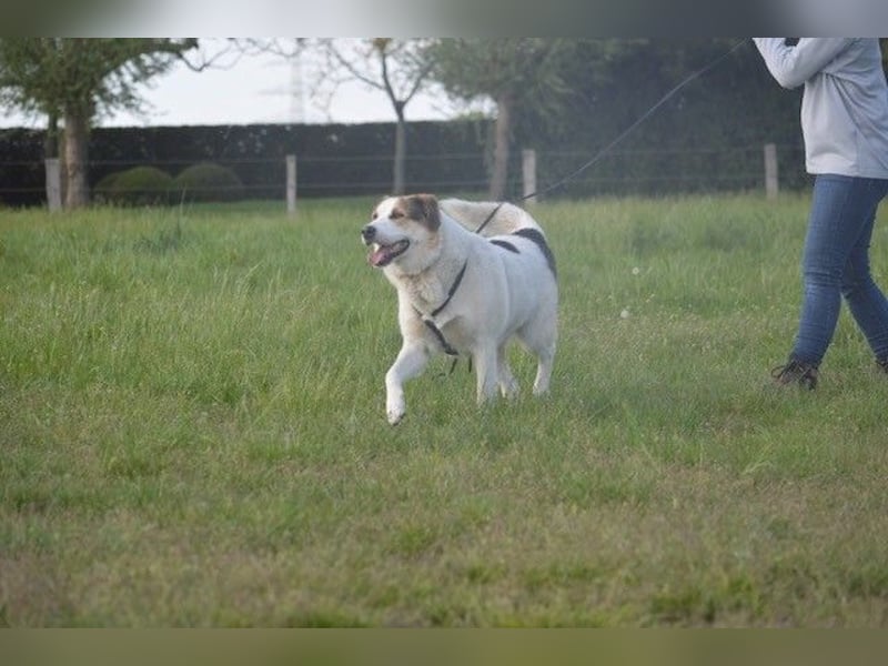 Sharky - Großer gemütlicher Bär sucht Familie zum Liebhaben (47839 Krefeld)