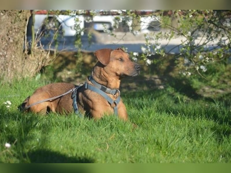 Micky – Partner in Crime und Couch-Companion (47839 Krefeld)
