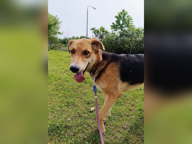 Dringend Pflegestelle oder neues Zuhause für Lemmy gesucht! (38820 Halberstadt)