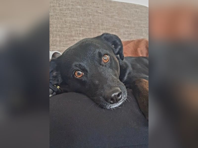 Charly - Großes Herz sucht Familie für ein dauerhaftes Happy End! (78166 Donaueschingen)
