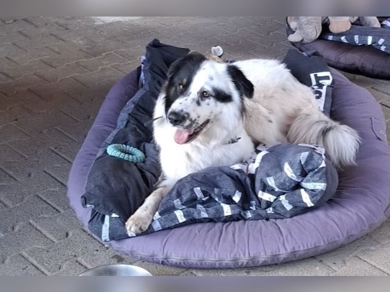 Oslo (ca. 2 Jahre) – großer Hund sucht neuen Platz (41749 Viersen)