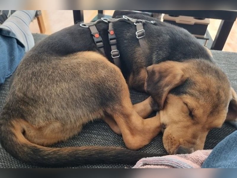 Tadeus sucht sein Körbchen (59514 Welver)
