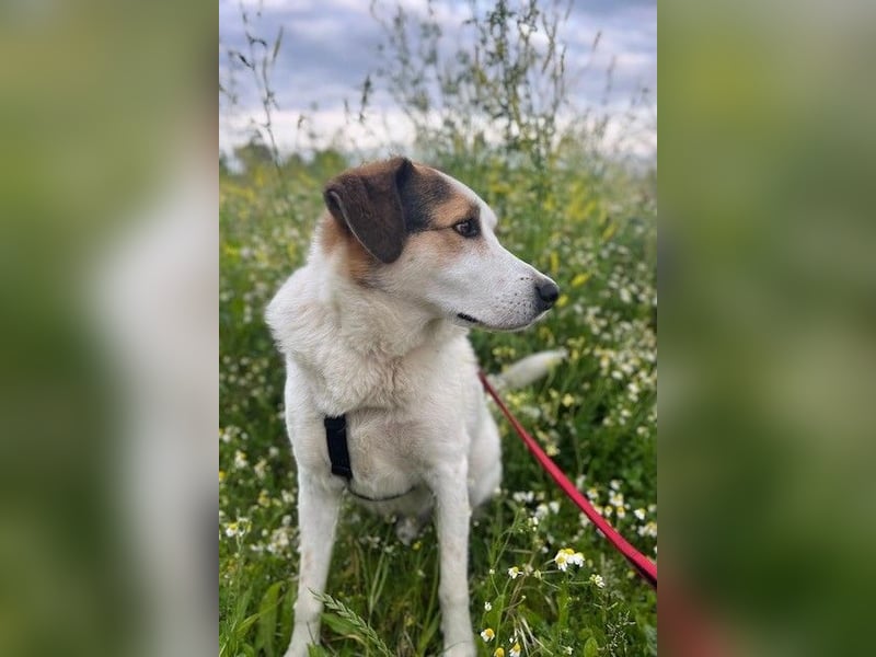 Sharky - Kinderfreund sucht Familie (47839 Krefeld)
