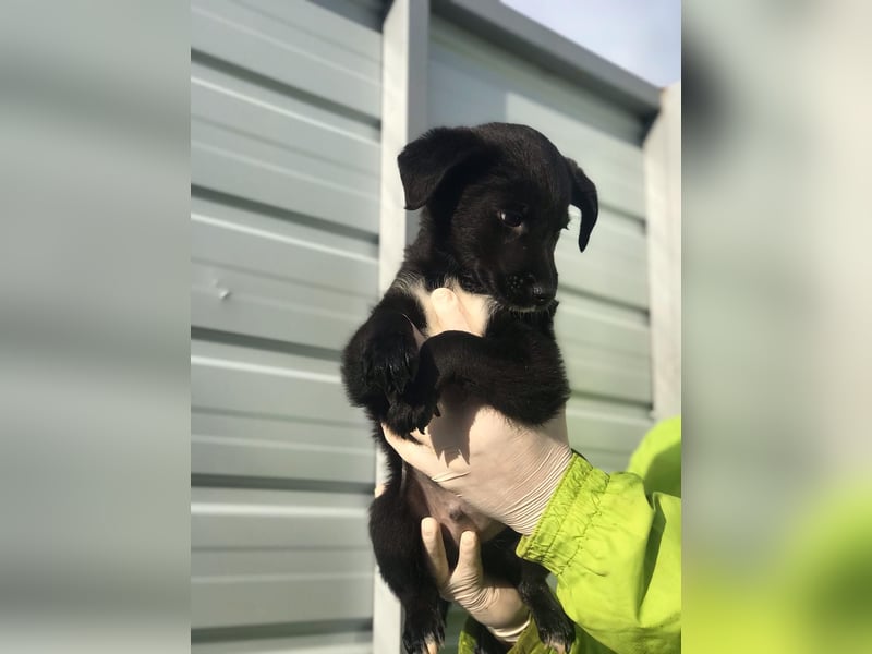 Charly - Großes Herz sucht Familie für ein dauerhaftes Happy End! (78166 Donaueschingen)