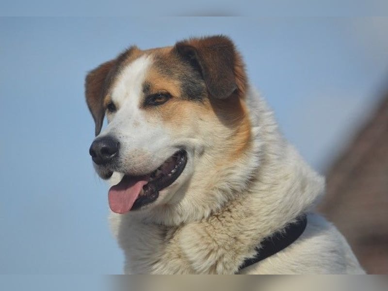 Sharky - Großer gemütlicher Bär sucht Familie zum Liebhaben (47839 Krefeld)