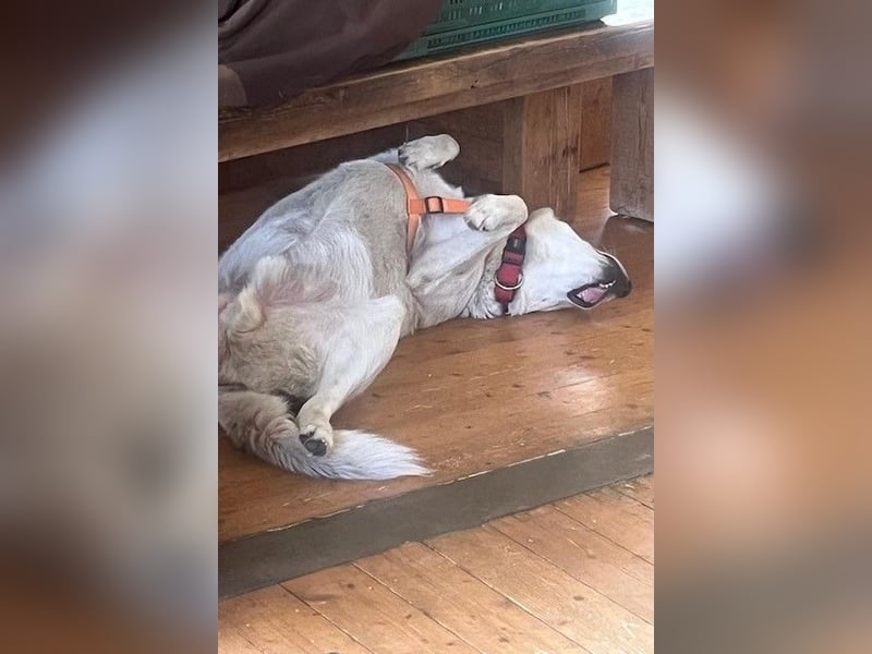 Sharky - Großer gemütlicher Bär sucht Familie zum Liebhaben (47839 Krefeld)