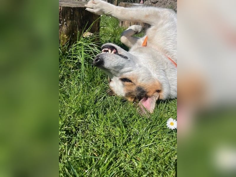 Sharky - Großer gemütlicher Bär sucht Familie zum Liebhaben (47839 Krefeld)