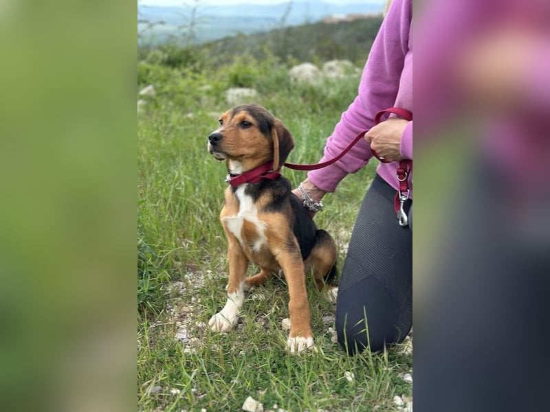 Tadeus sucht sein Körbchen (59514 Welver)