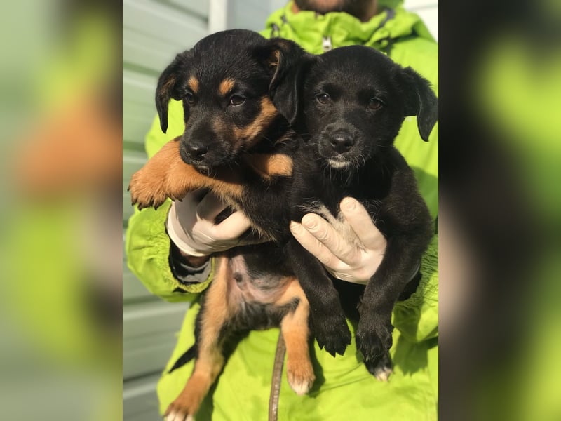 Charly - Großes Herz sucht Familie für ein dauerhaftes Happy End! (78166 Donaueschingen)