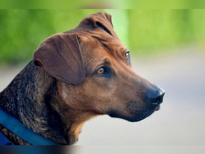 Micky – Partner in Crime und Couch-Companion (47839 Krefeld)