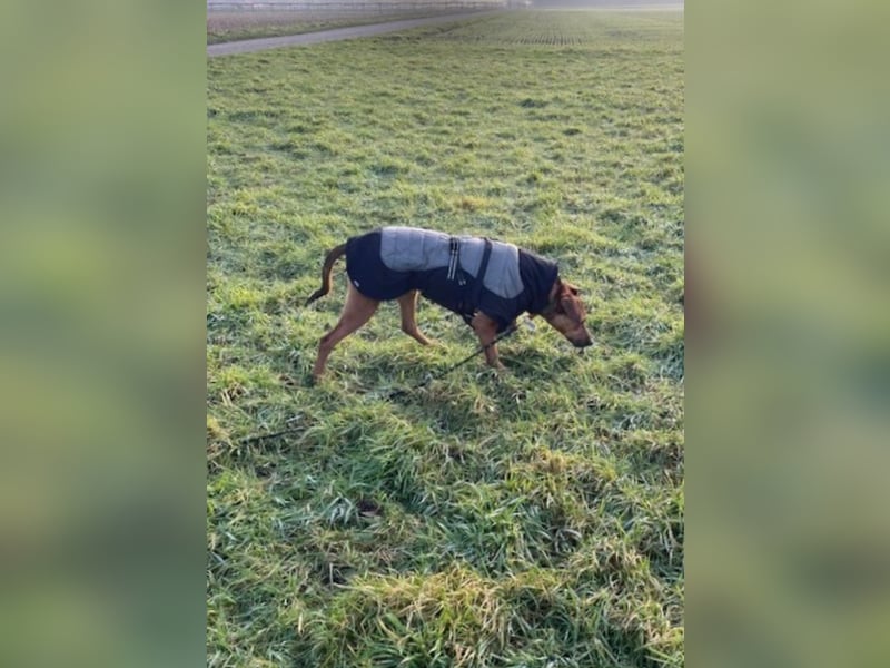 Micky – Partner in Crime und Couch-Companion (47839 Krefeld)