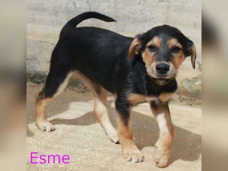 6 Hundebabys suchen ihr Glück