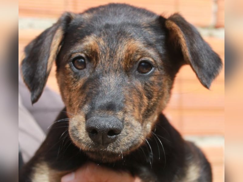 6 Hundebabys suchen ihr Glück