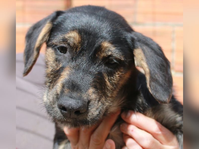 6 Hundebabys suchen ihr Glück