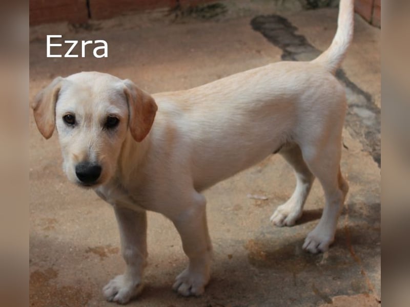 6 Hundebabys suchen ihr Glück