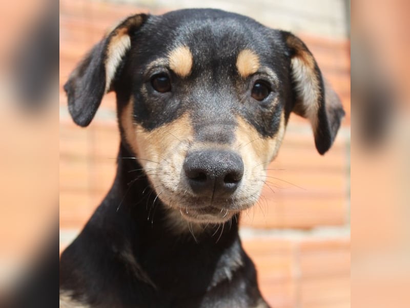6 Hundebabys suchen ihr Glück