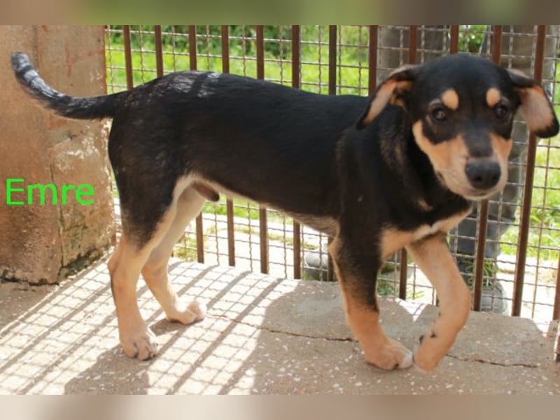 6 Hundebabys suchen ihr Glück