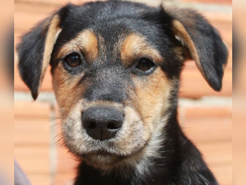 6 Hundebabys suchen ihr Glück