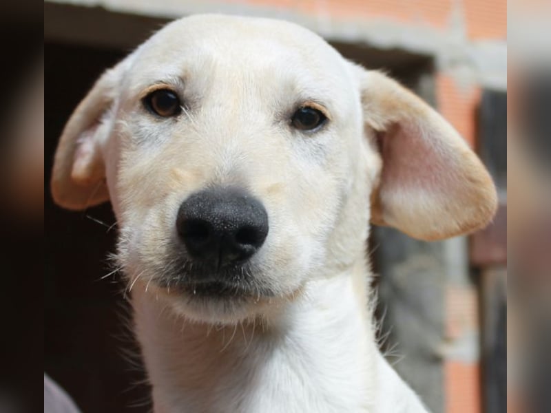 6 Hundebabys suchen ihr Glück