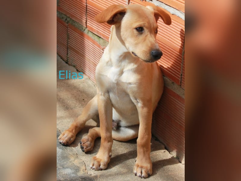 6 Hundebabys suchen ihr Glück