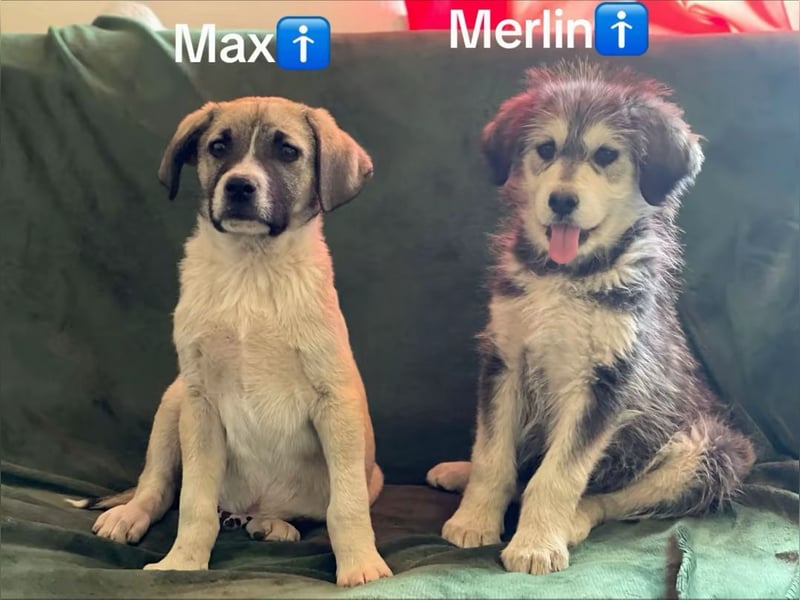 10 x Mischlingswelpen 3 Monate alt