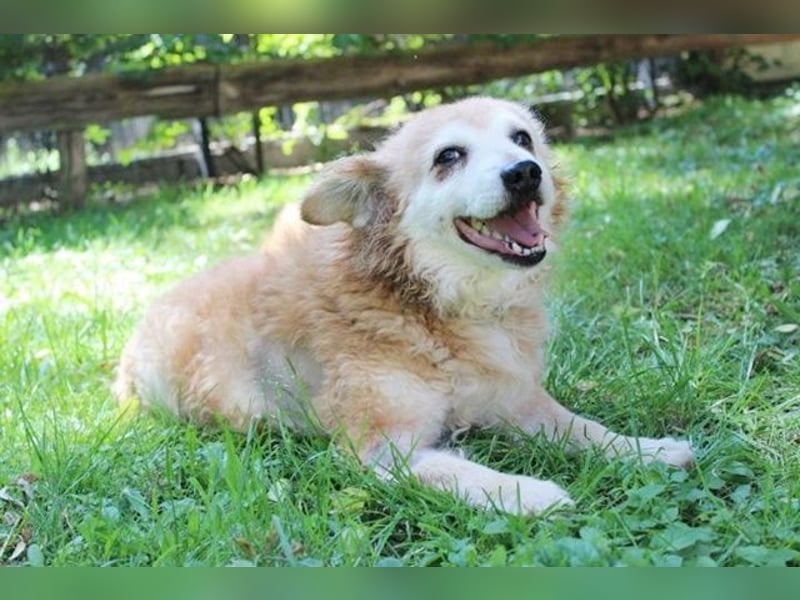 Lumpi, Mischling, geb. 2013, rüstiger Rentner möchte einmal Familienhund sein