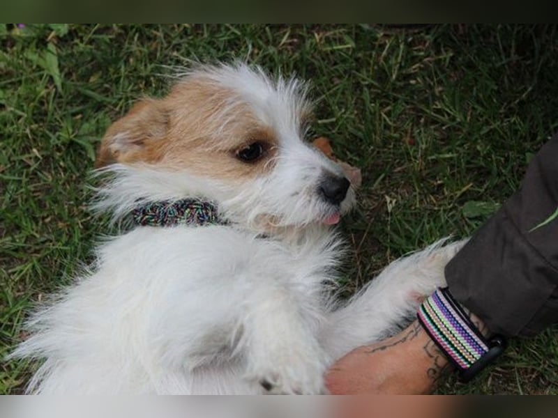 Fridolin, Terriermix, geb. 2024, Beschreibung folgt