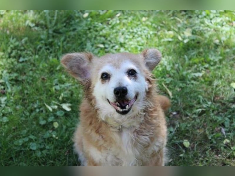 Lumpi, Mischling, geb. 2013, rüstiger Rentner möchte einmal Familienhund sein