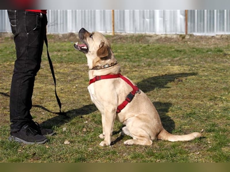 Spike, Dickkopf sucht Führung, nur für Einzelperson
