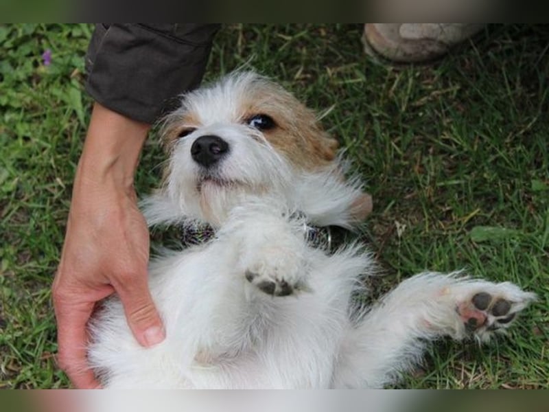 Fridolin, Terriermix, geb. 2024, Beschreibung folgt
