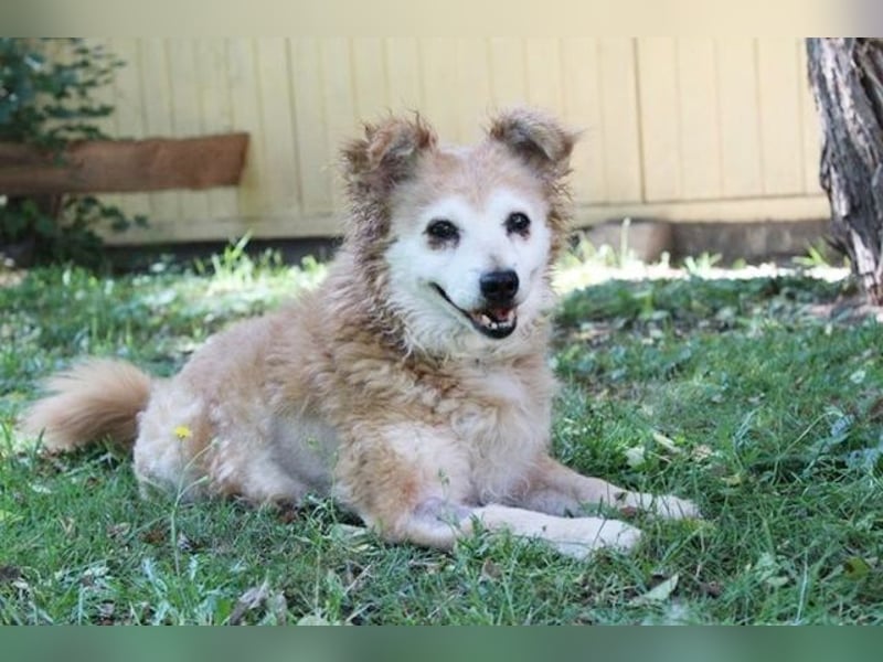 Lumpi, Mischling, geb. 2013, rüstiger Rentner möchte einmal Familienhund sein
