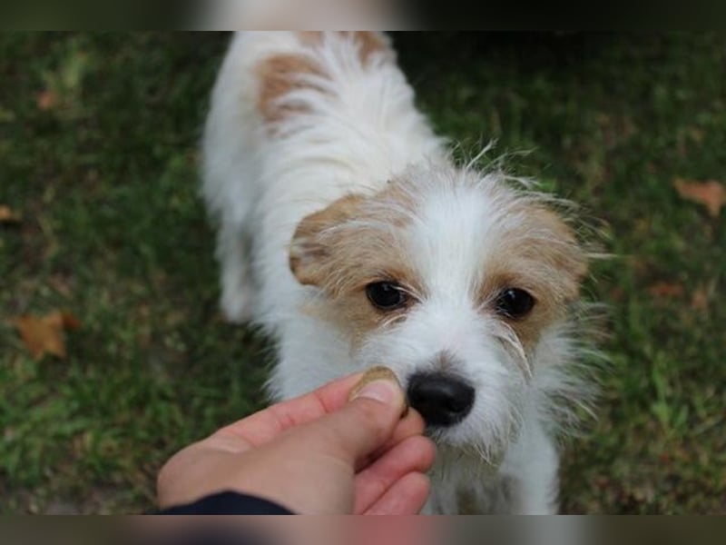 Fridolin, Terriermix, geb. 2024, Beschreibung folgt