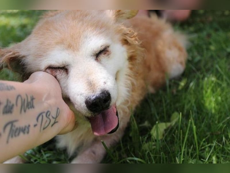 Lumpi, Mischling, geb. 2013, rüstiger Rentner möchte einmal Familienhund sein