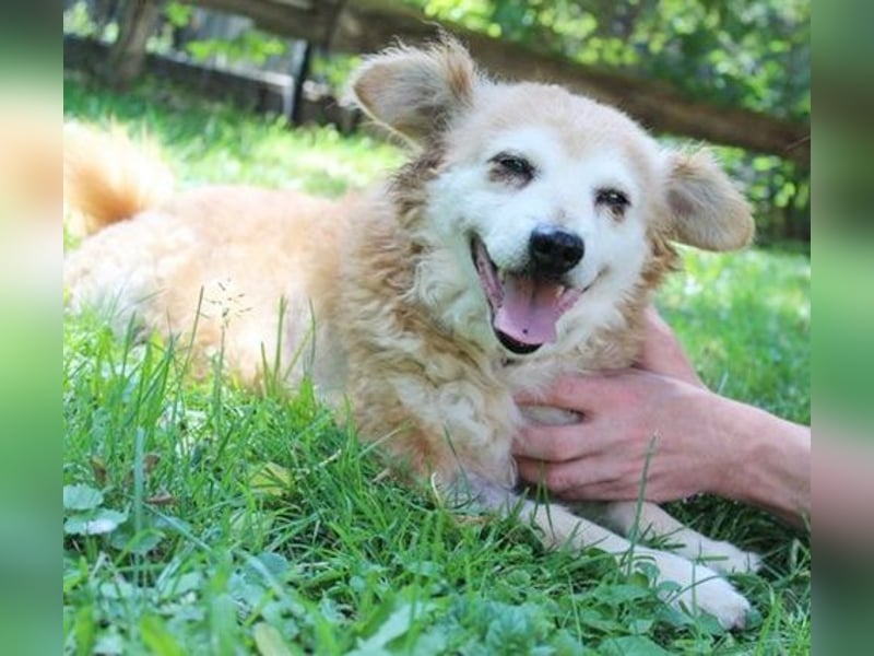 Lumpi, Mischling, geb. 2013, rüstiger Rentner möchte einmal Familienhund sein