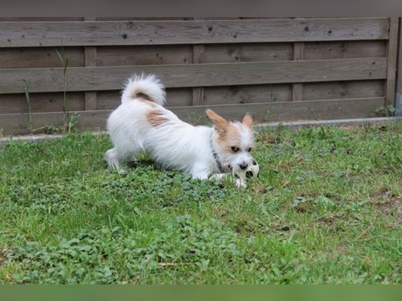 Fridolin, Terriermix, geb. 2024, Beschreibung folgt