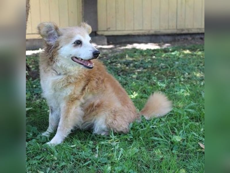 Lumpi, Mischling, geb. 2013, rüstiger Rentner möchte einmal Familienhund sein