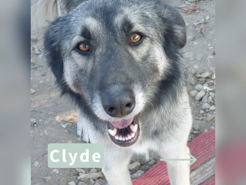 Clyde