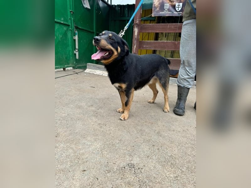 Brutus - kastrierter Mischlingsrüde